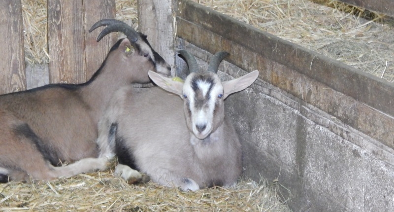les 6e à la ferme du petit mont (4)